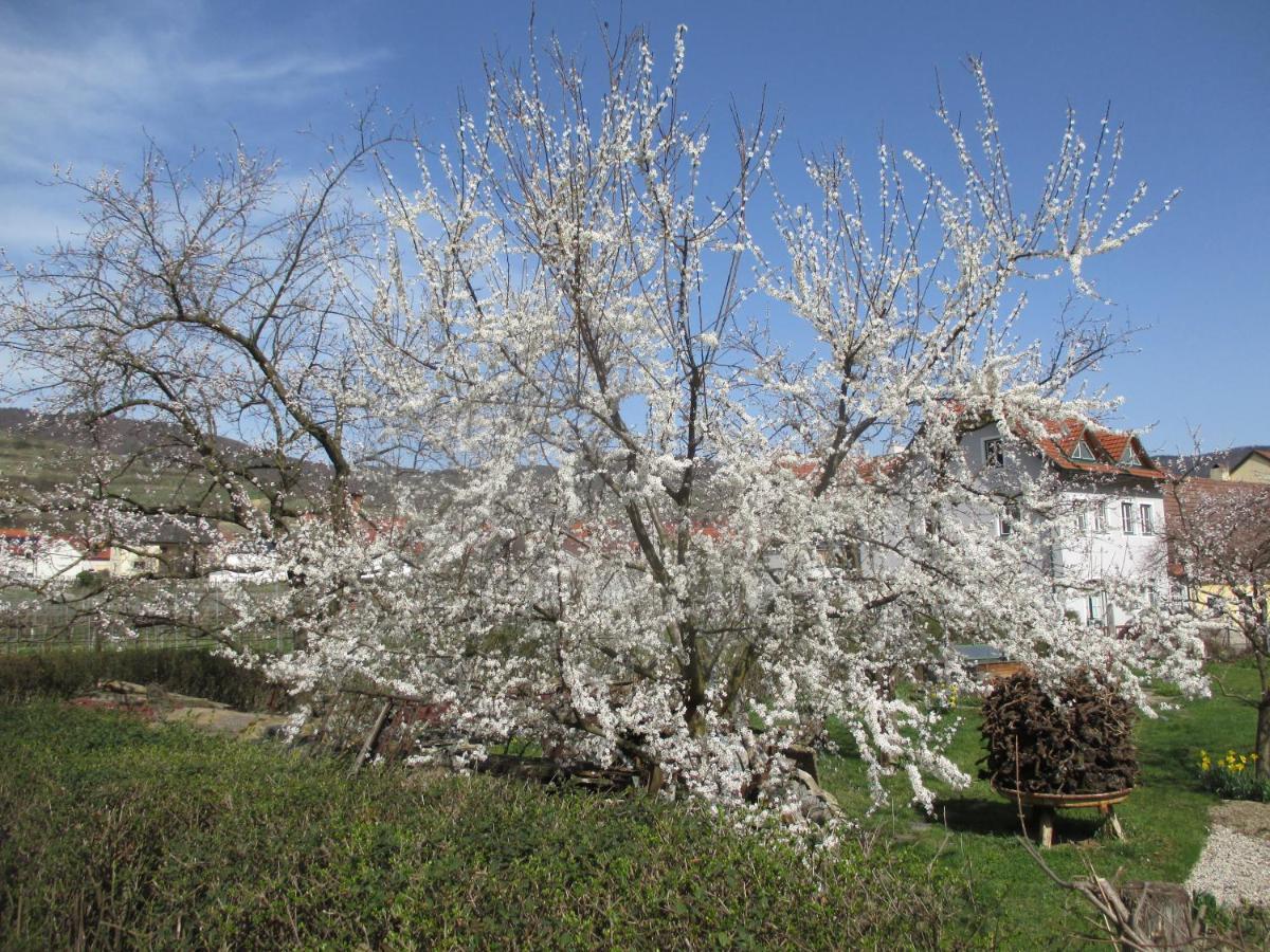 Gaestehaus Rudolf U. Sandra Denk Wosendorf in der Wachau Экстерьер фото